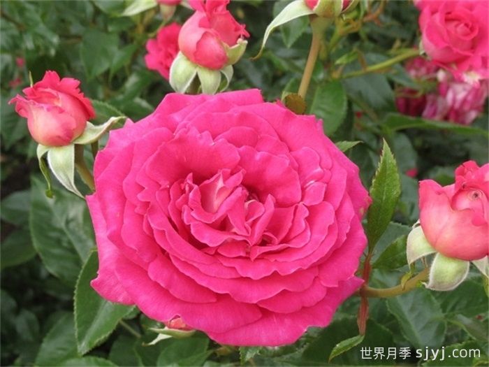 聪明选择月季/明智的选择月季Smart Choice(图2)