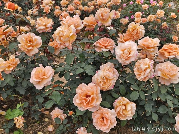 杰乔伊月季/杰斯特乔伊月季Just Joey(图5)