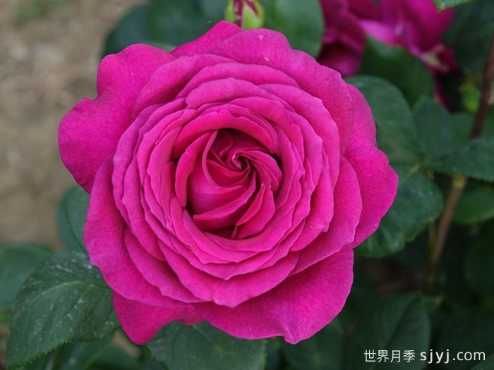 大紫光月季/大紫袍Big Purple(图1)