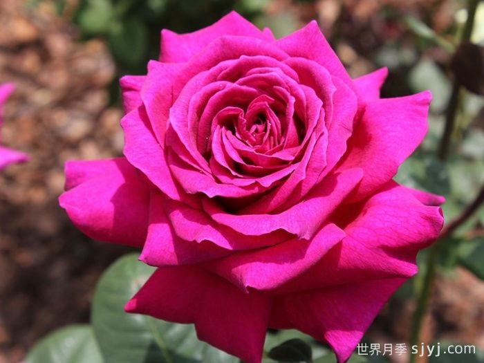 大紫光月季/大紫袍Big Purple(图2)