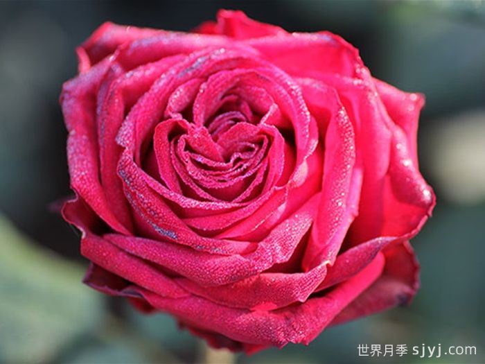 黑珍珠月季Black Pearl(图2)