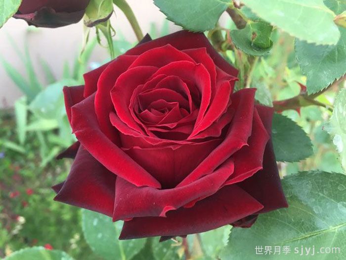 黑珍珠月季Black Pearl(图1)