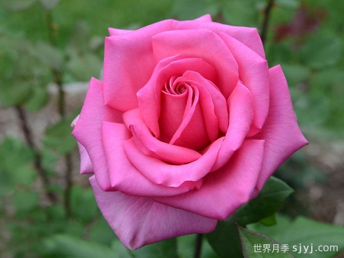 醉香酒月季Duftrausch(图1)