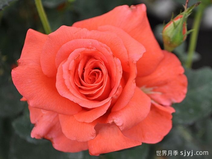 月季夫人月季/玫瑰夫人Lady Rose(图1)