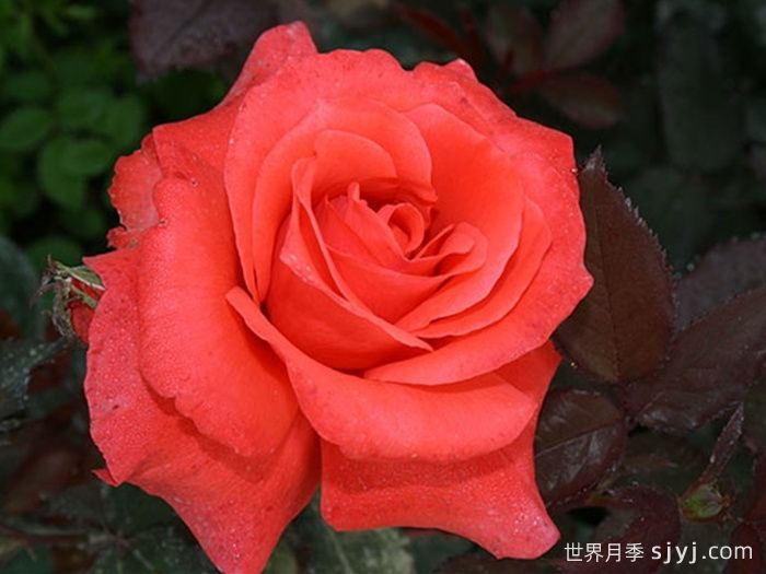 月季夫人月季/玫瑰夫人Lady Rose(图2)