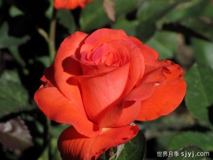 月季夫人月季/玫瑰夫人Lady Rose(图3)