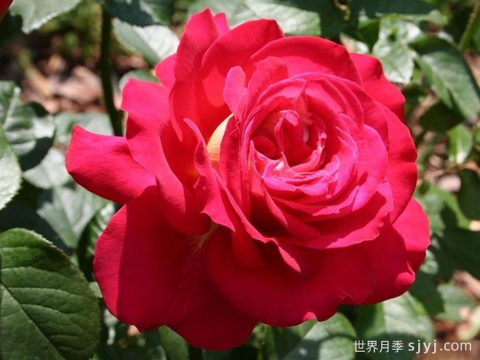 希望月季/吉普赛狂欢节Kibou(图1)