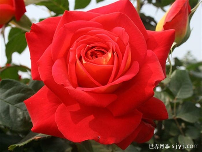 希望月季/吉普赛狂欢节Kibou(图3)