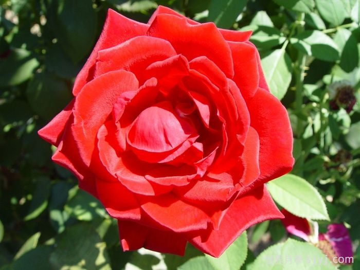 香魔84月季/皇家威廉/芳香魔法Fragrant Charm(图3)