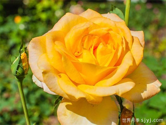 澳洲黄金月季Australian Gold(图2)