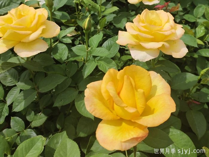 澳洲黄金月季Australian Gold(图3)