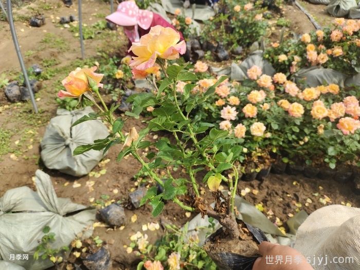 澳洲黄金月季Australian Gold(图5)