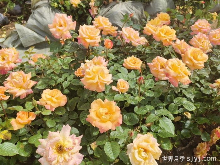 澳洲黄金月季Australian Gold(图6)