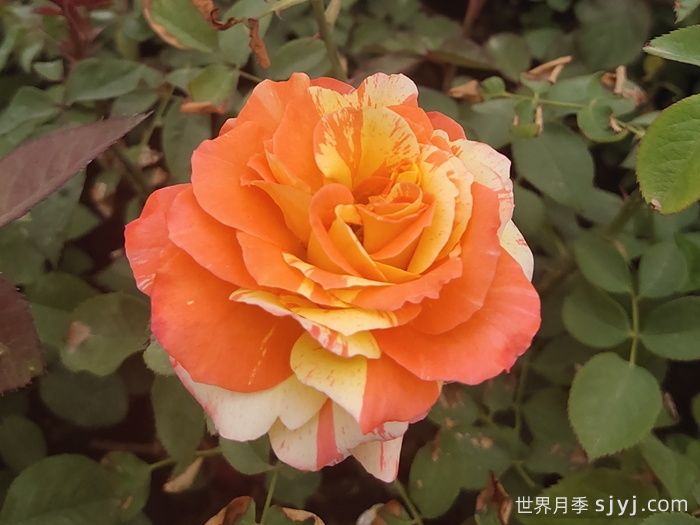 热带晚霞月季/热带落日Tropical Sunset(图1)