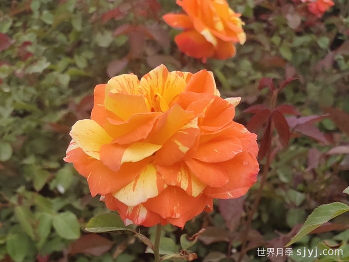 热带晚霞月季/热带落日Tropical Sunset(图3)