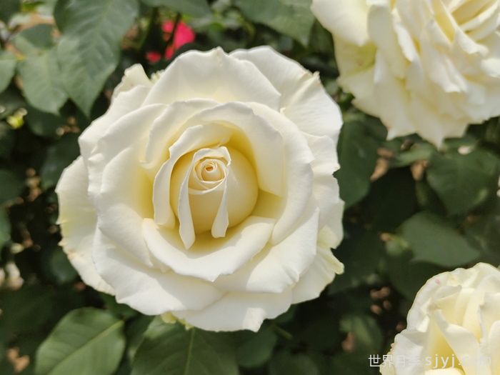 坦尼克月季Tineke(图3)