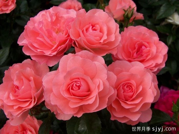 法兰西花园月季/法国花园/激情之吻Jardins de France(图1)