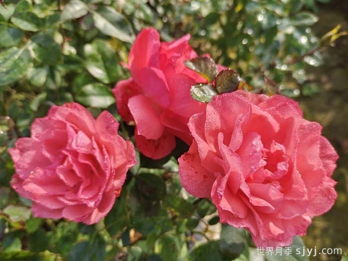 法兰西花园月季/法国花园/激情之吻Jardins de France(图2)