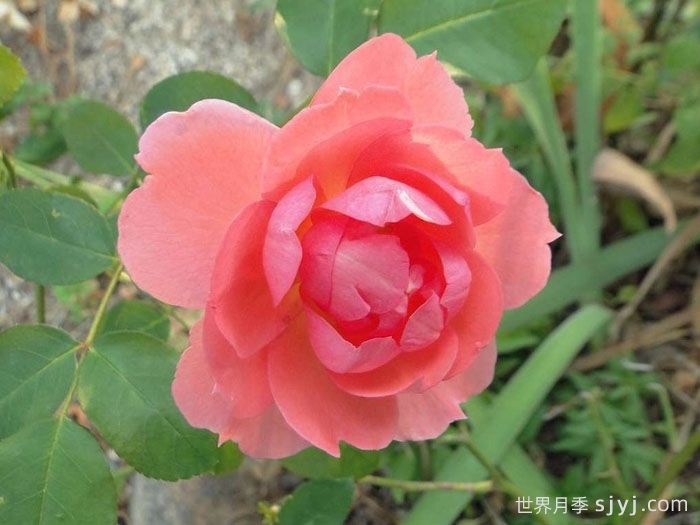 法兰西花园月季/法国花园/激情之吻Jardins de France(图3)