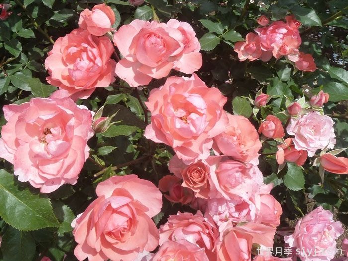 法兰西花园月季/法国花园/激情之吻Jardins de France(图4)