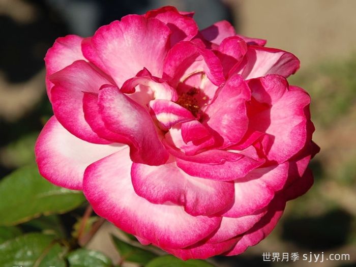 阿尔推斯75月季/阿尔蒂斯75/阿尔推司75Altesse75(图2)