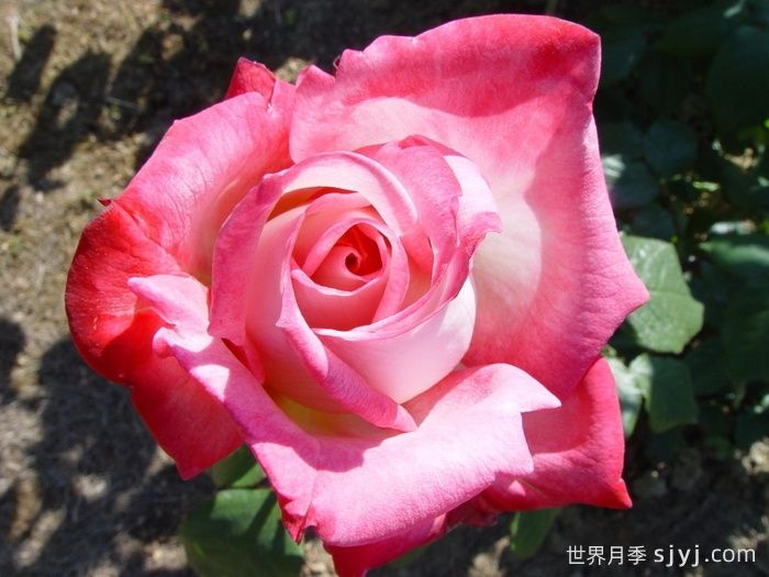 阿尔推斯75月季/阿尔蒂斯75/阿尔推司75Altesse75(图3)