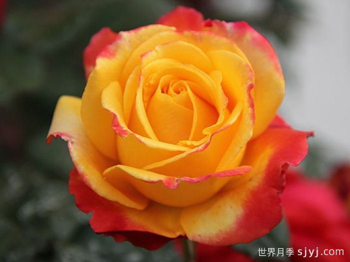 电子表月季/电钟Funkuhr(图1)