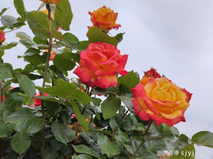 电子表月季/电钟Funkuhr(图2)