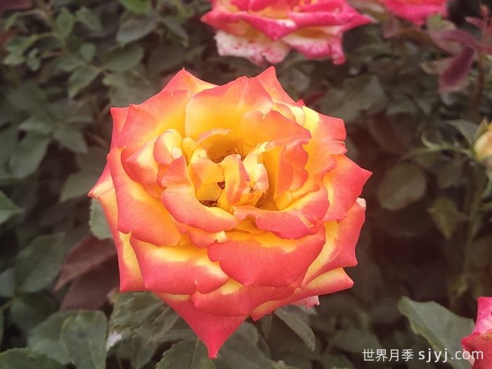 电子表月季/电钟Funkuhr(图4)