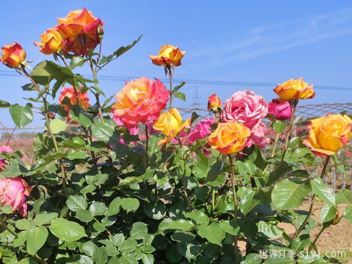 电子表月季/电钟Funkuhr(图5)