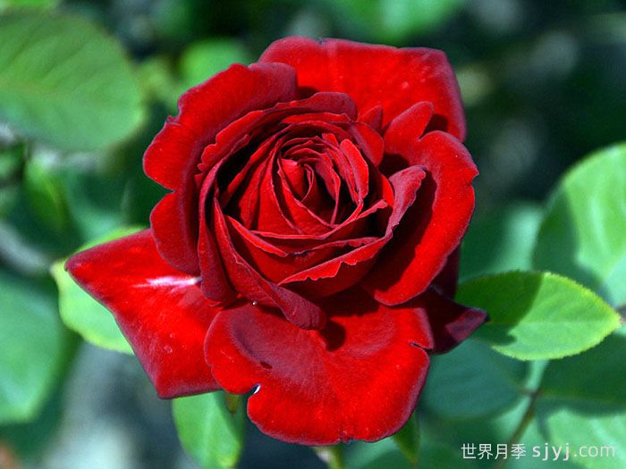 黑旋风月季Black Whirlwind(图1)