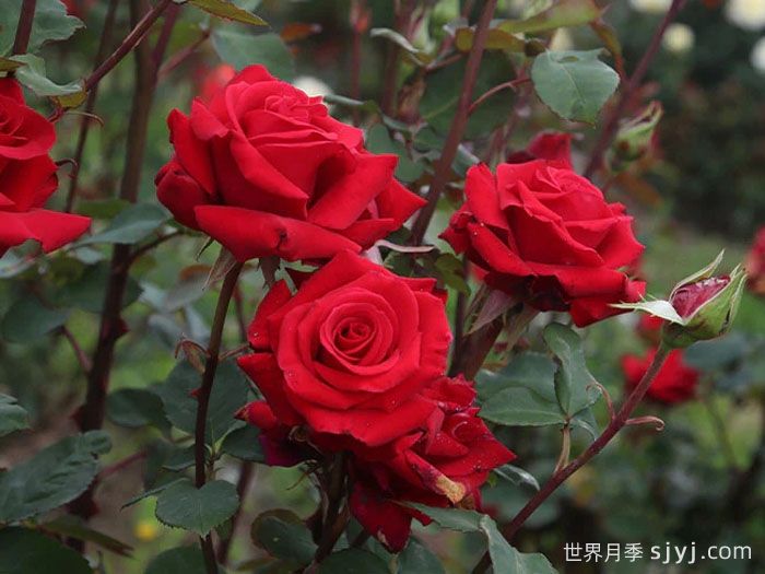 红衣主教月季Kardinal(图2)