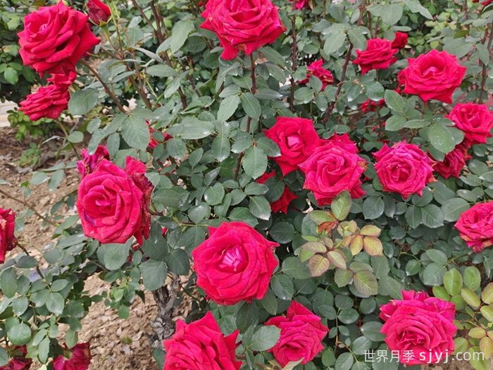 红衣主教月季Kardinal(图4)