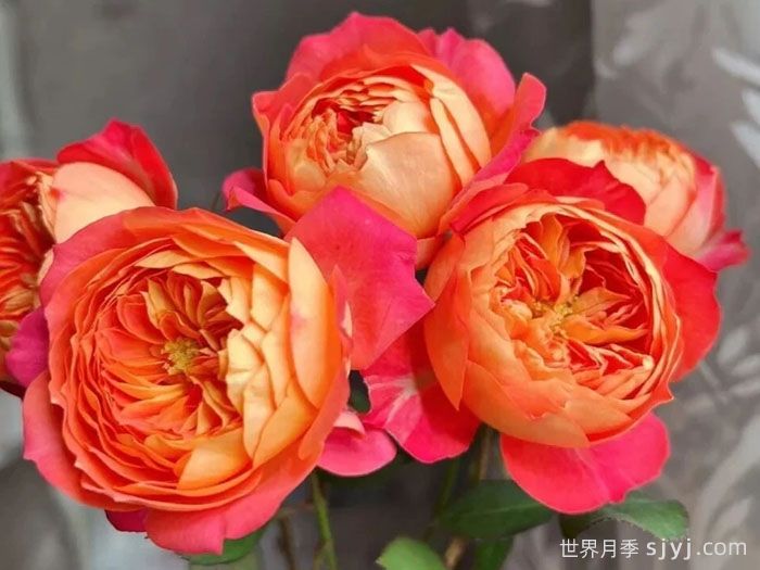 推荐5款复色月季,一花多色,独特香味(图2) 推荐5款复色月季,一花多色,独特香味(图2)