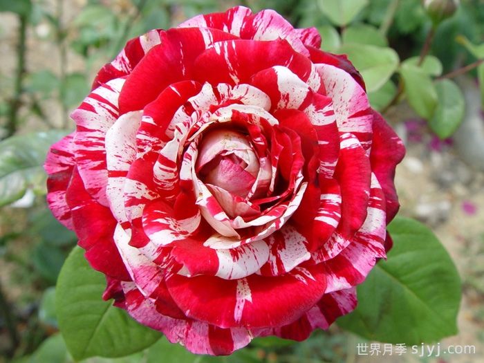 推荐5款复色月季,一花多色,独特香味(图3) 推荐5款复色月季,一花多色,独特香味(图3)