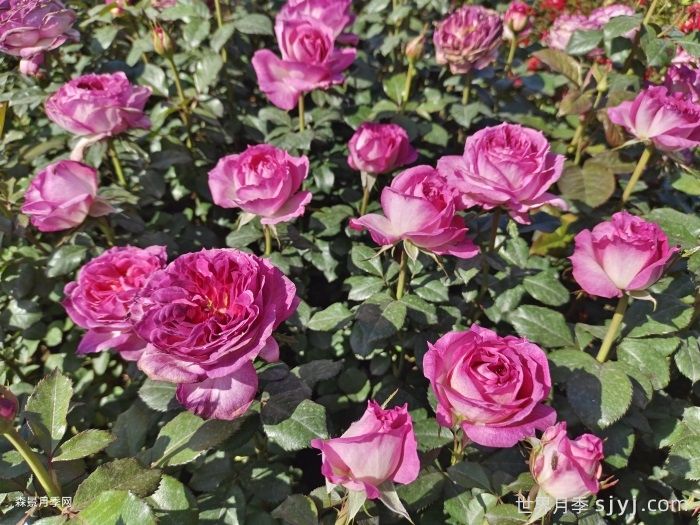 月季花这么漂亮，为什么有人说不能种在院子里？(图1)