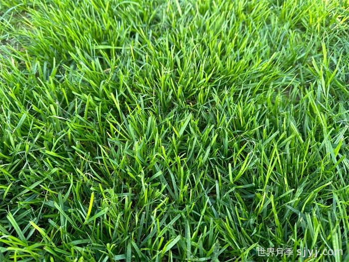 草坪害虫的特点与防治(图1)