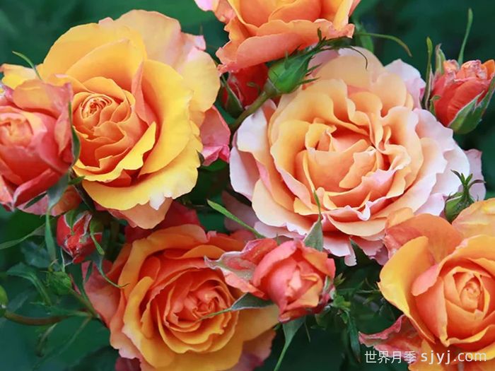 4种微型大花月季，勤花好养点缀阳台(图2)