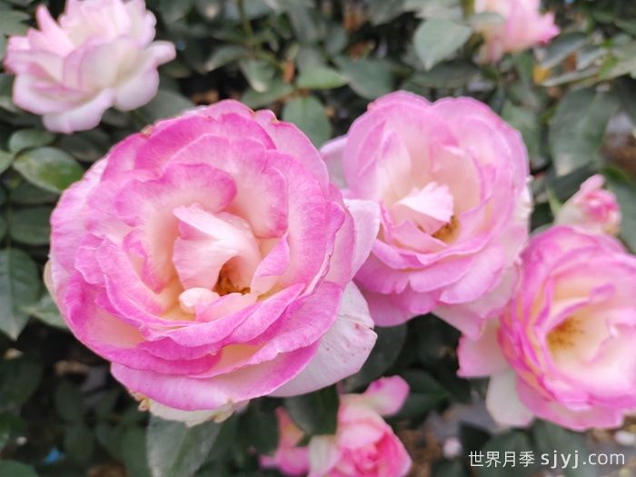 养好月季看这几点，给月季种植的棒棒的(图1)