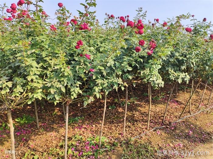 养好月季看这几点，给月季种植的棒棒的(图2)