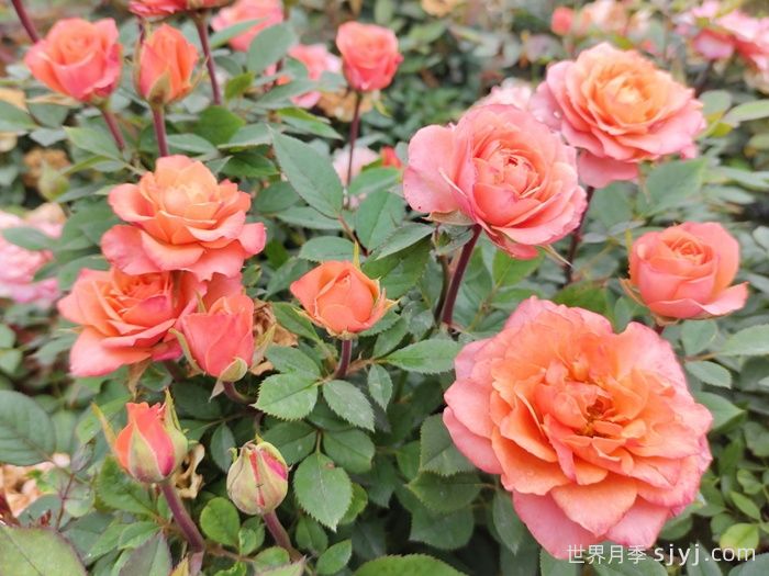 城市干道的植物配置(图2)