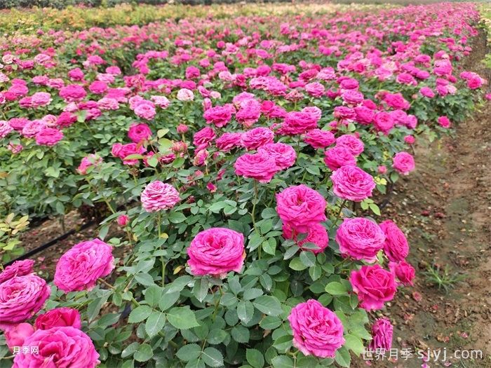 浅谈月季开花与温度的关系(图1)