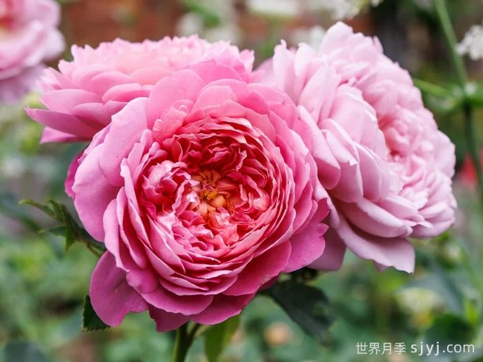 玫瑰的美容和药用作用(图1)