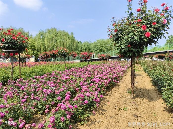 绿地率和绿化率有什么区别？(图1)