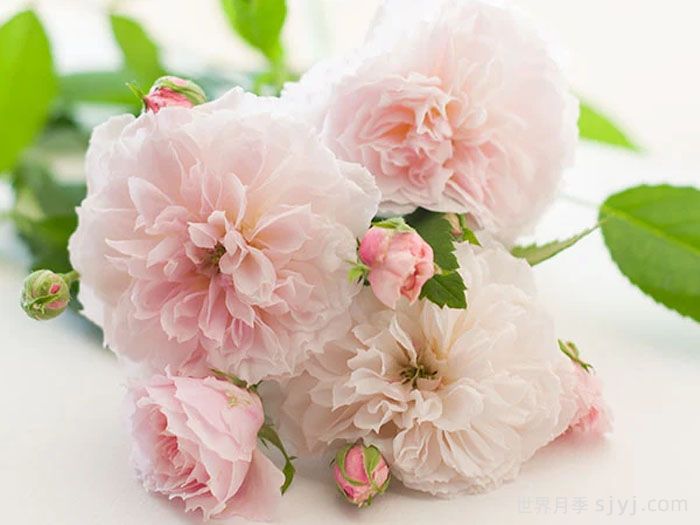 花见小路月季/花间小路Hanamikojin(图2)