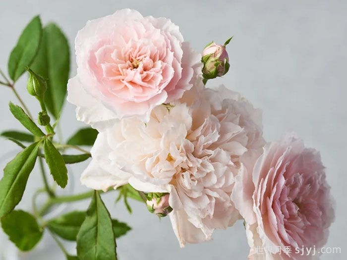 花见小路月季/花间小路Hanamikojin(图1)