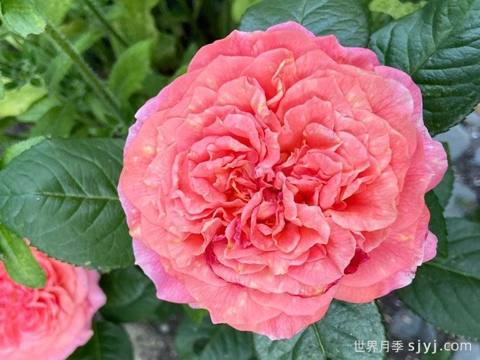 莫莱纳之爱月季Amour de Molene(图2)