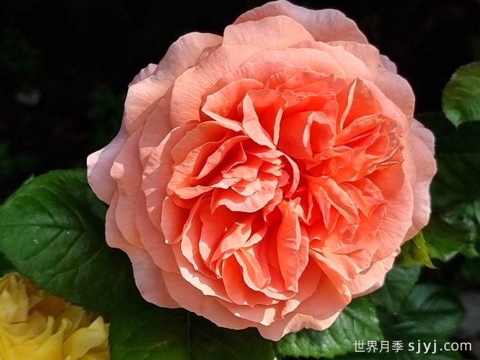 莫莱纳之爱月季Amour de Molene(图3)