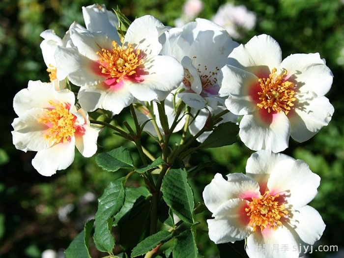 夏日之星月季Summer Stars(图1)