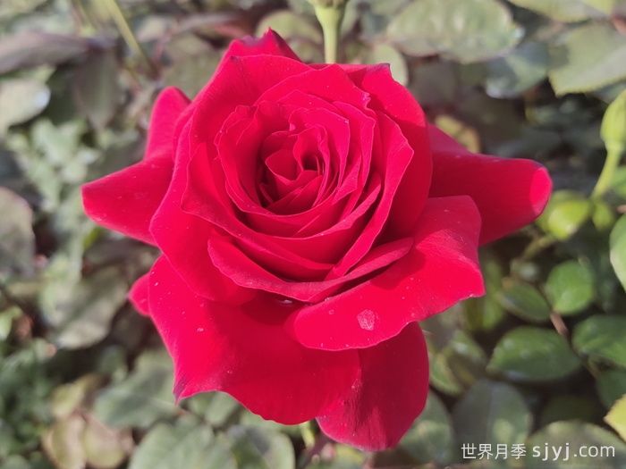 大花月季花的修剪基本原则(图1)